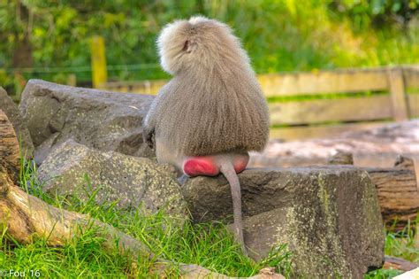 fesses de babouin|Babouin Hamadryas : description du singe + photos